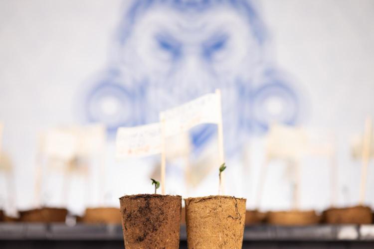 Godfather OG ✞ Auto - Zamnesia x B&B. Week 0 - Godfather OG Autoflowering - Germination