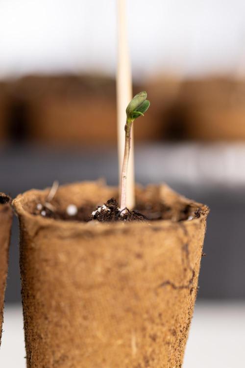 Godfather OG ✞ Auto - Zamnesia x B&B. Week 0 - Godfather OG Autoflowering - Germination