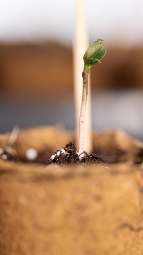 Godfather OG ✞ Auto - Zamnesia x B&B. Week 0 - Godfather OG Autoflowering - Germination