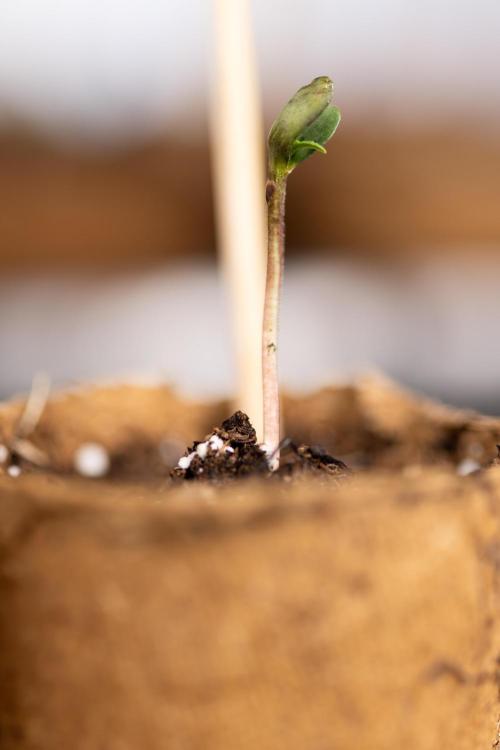 Godfather OG ✞ Auto - Zamnesia x B&B. Week 0 - Godfather OG Autoflowering - Germination