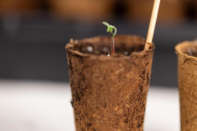 Godfather OG ✞ Auto - Zamnesia x B&B. Week 0 - Godfather OG Autoflowering - Germination