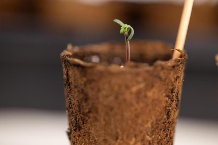Godfather OG ✞ Auto - Zamnesia x B&B. Week 0 - Godfather OG Autoflowering - Germination