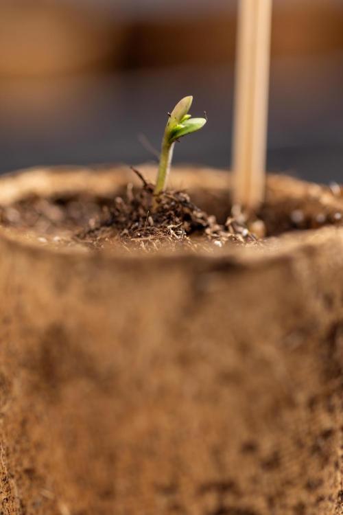 Blueberry Crumble 🔵 Auto - Z x B&B. Week 0 - Blueberry Crumble Autoflowering x 3 - Germination