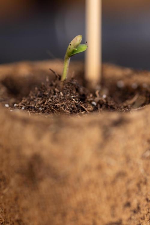 Blueberry Crumble 🔵 Auto - Z x B&B. Week 0 - Blueberry Crumble Autoflowering x 3 - Germination