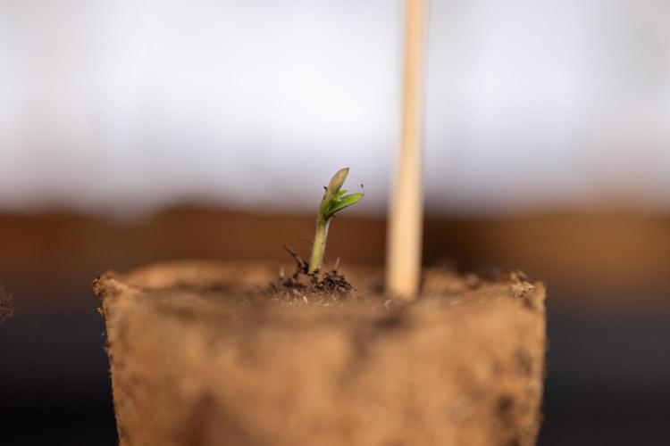 Blueberry Crumble 🔵 Auto - Z x B&B. Week 0 - Blueberry Crumble Autoflowering x 3 - Germination