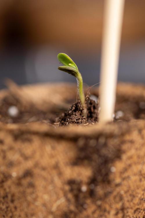 Blueberry Crumble 🔵 Auto - Z x B&B. Week 0 - Blueberry Crumble Autoflowering x 3 - Germination