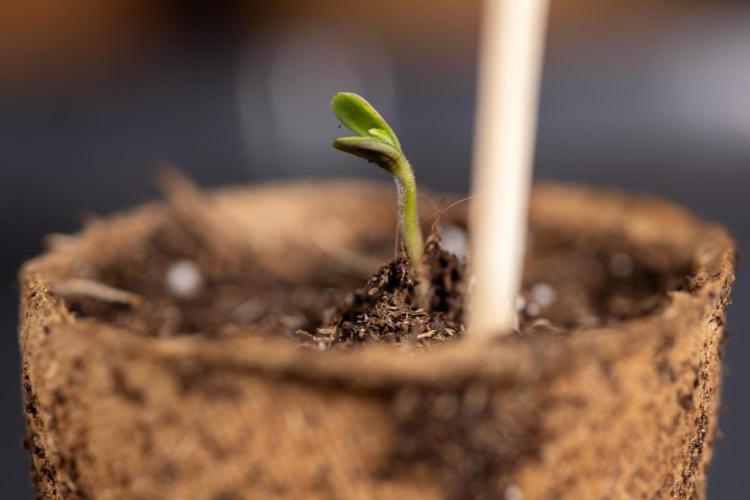 Blueberry Crumble 🔵 Auto - Z x B&B. Week 0 - Blueberry Crumble Autoflowering x 3 - Germination