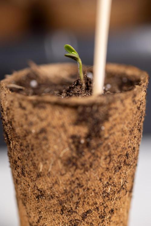 Blueberry Crumble 🔵 Auto - Z x B&B. Week 0 - Blueberry Crumble Autoflowering x 3 - Germination