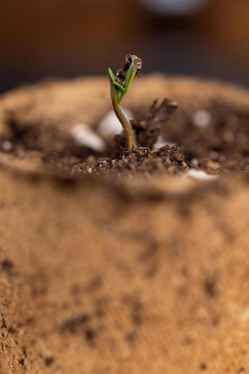 Blueberry Crumble 🔵 Auto - Z x B&B. Week 0 - Blueberry Crumble Autoflowering x 3 - Germination