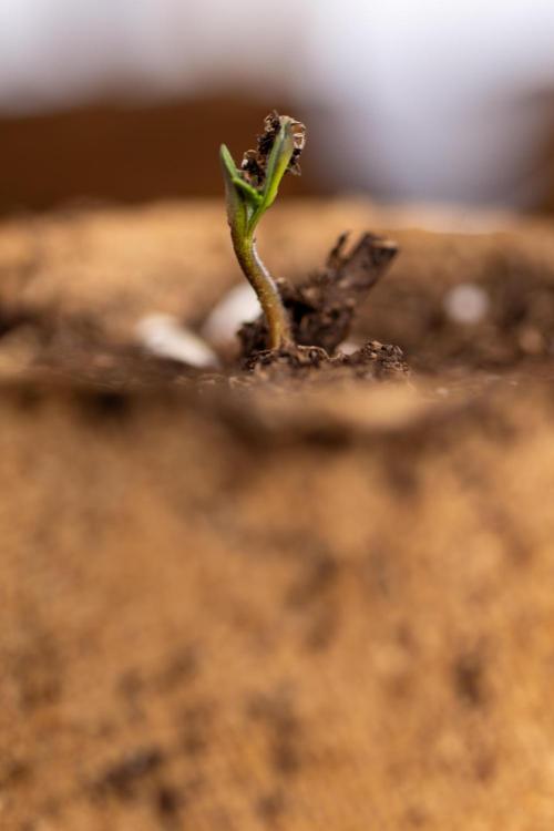 Blueberry Crumble 🔵 Auto - Z x B&B. Week 0 - Blueberry Crumble Autoflowering x 3 - Germination