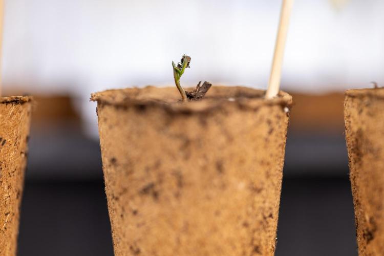 Blueberry Crumble 🔵 Auto - Z x B&B. Week 0 - Blueberry Crumble Autoflowering x 3 - Germination