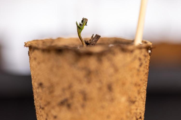Blueberry Crumble 🔵 Auto - Z x B&B. Week 0 - Blueberry Crumble Autoflowering x 3 - Germination
