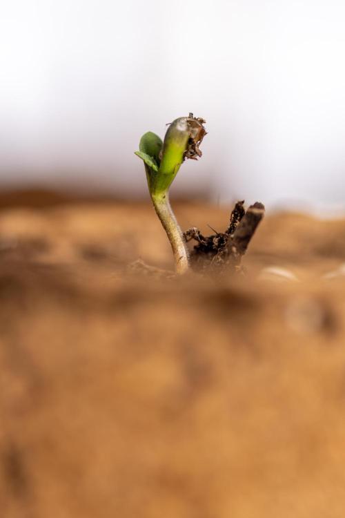 Blueberry Crumble 🔵 Auto - Z x B&B. Week 0 - Blueberry Crumble Autoflowering x 3 - Germination