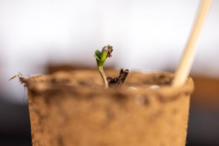 Blueberry Crumble 🔵 Auto - Z x B&B. Week 0 - Blueberry Crumble Autoflowering x 3 - Germination