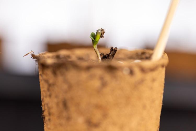 Blueberry Crumble 🔵 Auto - Z x B&B. Week 0 - Blueberry Crumble Autoflowering x 3 - Germination