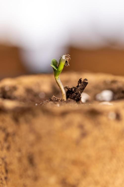 Blueberry Crumble 🔵 Auto - Z x B&B. Week 0 - Blueberry Crumble Autoflowering x 3 - Germination