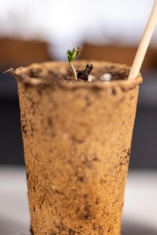 Blueberry Crumble 🔵 Auto - Z x B&B. Week 0 - Blueberry Crumble Autoflowering x 3 - Germination