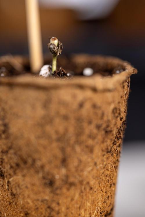 Blueberry Crumble 🔵 Auto - Z x B&B. Week 0 - Blueberry Crumble Autoflowering x 3 - Germination