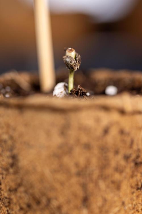 Blueberry Crumble 🔵 Auto - Z x B&B. Week 0 - Blueberry Crumble Autoflowering x 3 - Germination
