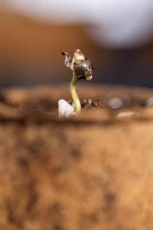 Blueberry Crumble 🔵 Auto - Z x B&B. Week 0 - Blueberry Crumble Autoflowering x 3 - Germination