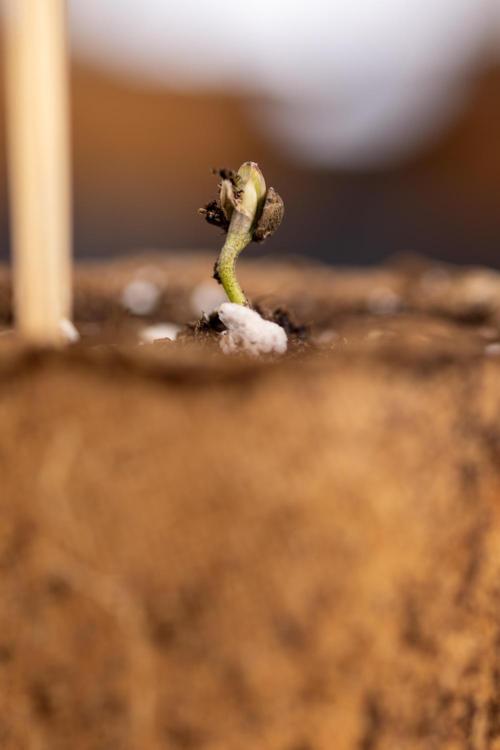 Blueberry Crumble 🔵 Auto - Z x B&B. Week 0 - Blueberry Crumble Autoflowering x 3 - Germination