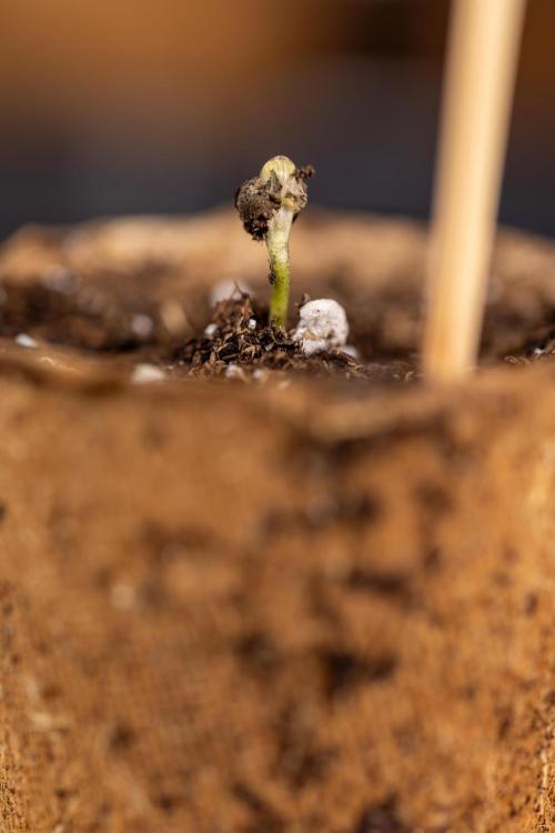 Blueberry Crumble 🔵 Auto - Z x B&B. Week 0 - Blueberry Crumble Autoflowering x 3 - Germination