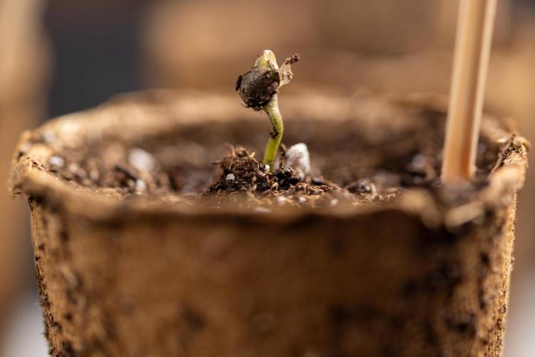 Blueberry Crumble 🔵 Auto - Z x B&B. Week 0 - Blueberry Crumble Autoflowering x 3 - Germination