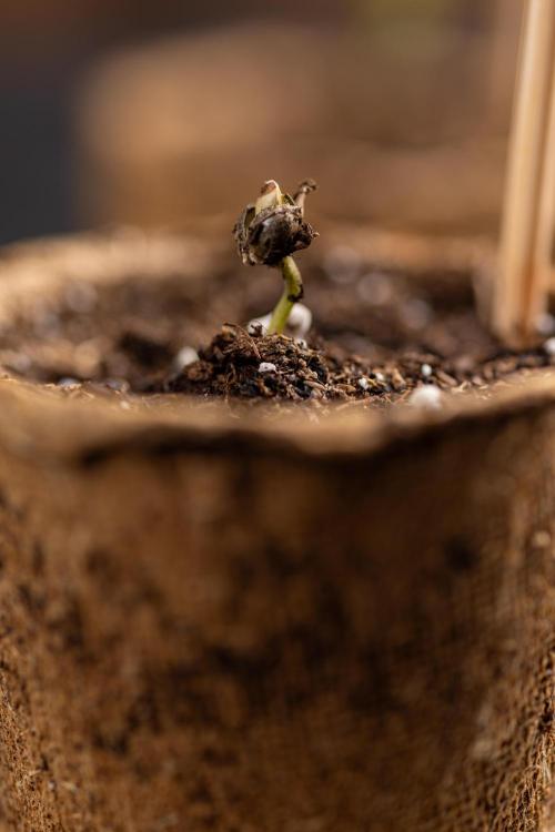 Blueberry Crumble 🔵 Auto - Z x B&B. Week 0 - Blueberry Crumble Autoflowering x 3 - Germination