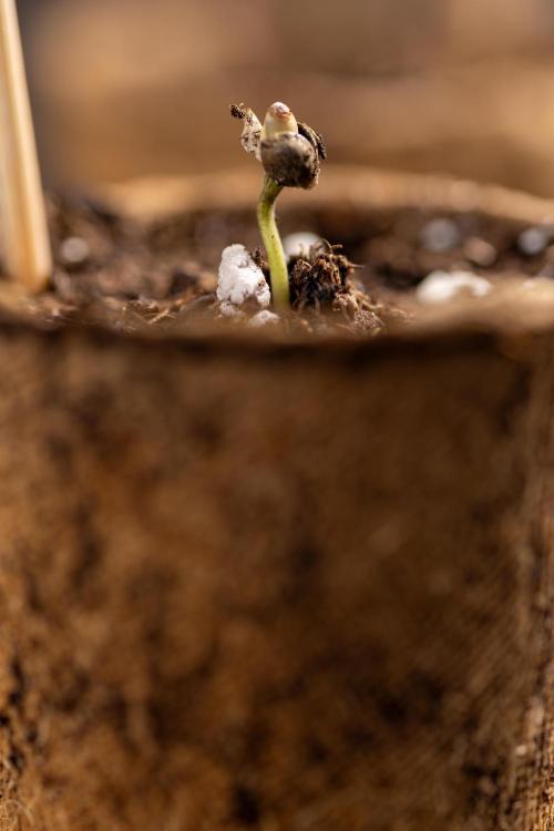 Blueberry Crumble 🔵 Auto - Z x B&B. Week 0 - Blueberry Crumble Autoflowering x 3 - Germination