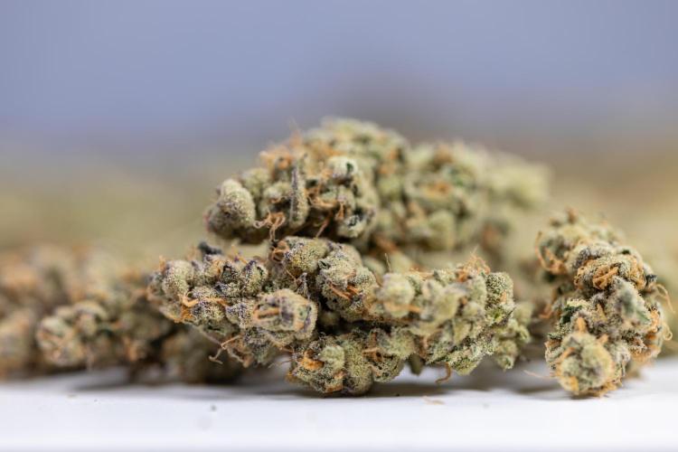 Georgia Pie #2 - Zamnesia x B&B. Week 10 - DRY BUDS - Georgia Pie #2