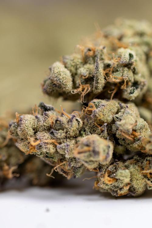 Georgia Pie #2 - Zamnesia x B&B. Week 10 - DRY BUDS - Georgia Pie #2