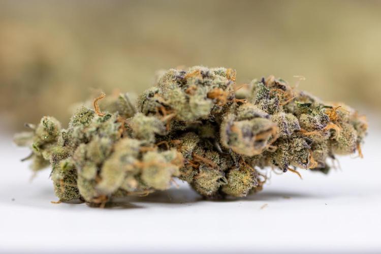 Georgia Pie #2 - Zamnesia x B&B. Week 10 - DRY BUDS - Georgia Pie #2