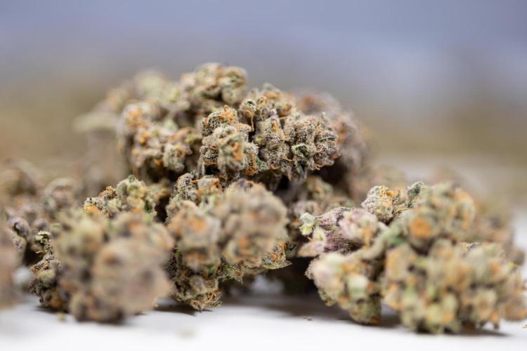Georgia Pie #1 - Zamnesia x B&B. Week 14 - Georgia Pie #1 - Dry Buds