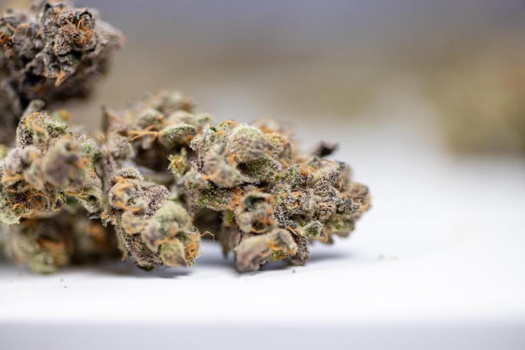 Georgia Pie #1 - Zamnesia x B&B. Week 14 - Georgia Pie #1 - Dry Buds