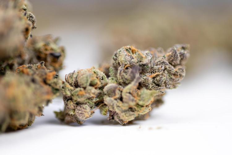 Georgia Pie #1 - Zamnesia x B&B. Week 14 - Georgia Pie #1 - Dry Buds
