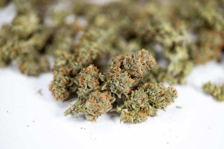 Lemon Cherry Gelato #2 - Zamnesia x B&B. Week 13 - Lemon Cherry Gelato  #2 - Dry Buds