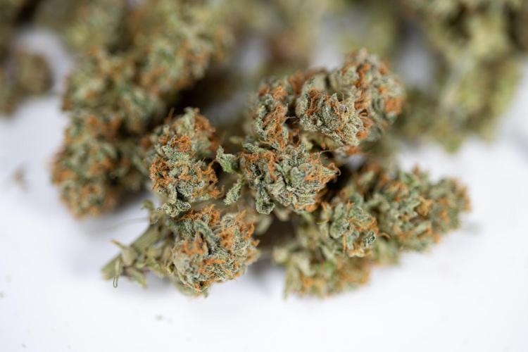 Lemon Cherry Gelato #2 - Zamnesia x B&B. Week 13 - Lemon Cherry Gelato  #2 - Dry Buds