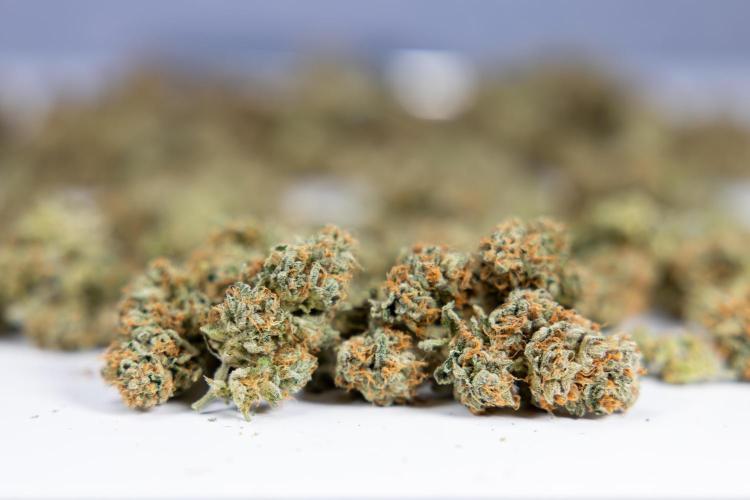 Lemon Cherry Gelato #2 - Zamnesia x B&B. Week 13 - Lemon Cherry Gelato  #2 - Dry Buds