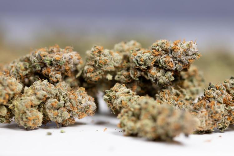 L.A. KUSH Cake #1 - Zamnesia x B&B. Week 15 - LA KUSH CAKE #1 - Dry Buds