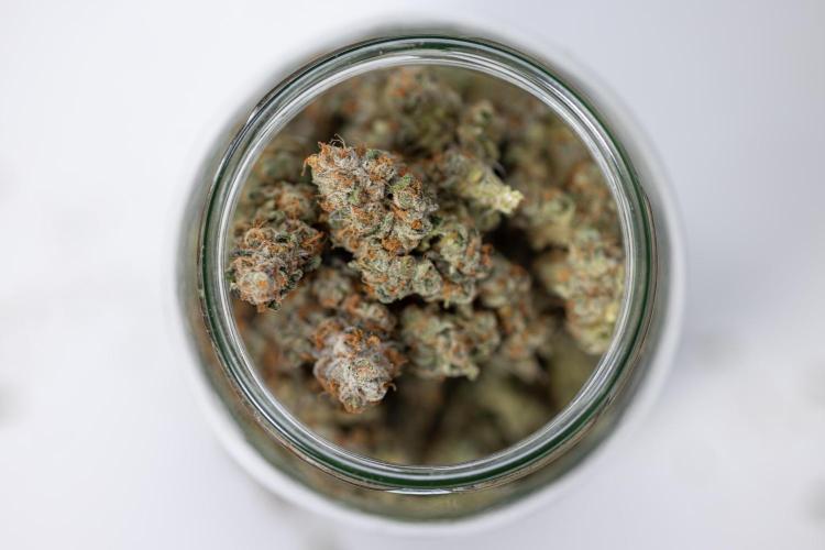 L.A. KUSH Cake #1 - Zamnesia x B&B. Week 15 - LA KUSH CAKE #1 - Dry Buds