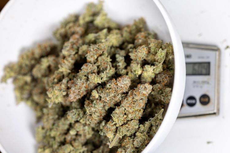 L.A. KUSH Cake #1 - Zamnesia x B&B. Week 15 - LA KUSH CAKE #1 - Dry Buds