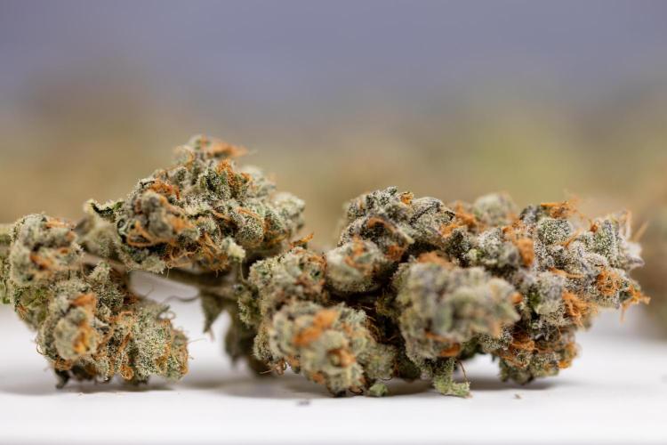L.A. KUSH Cake #1 - Zamnesia x B&B. Week 15 - LA KUSH CAKE #1 - Dry Buds