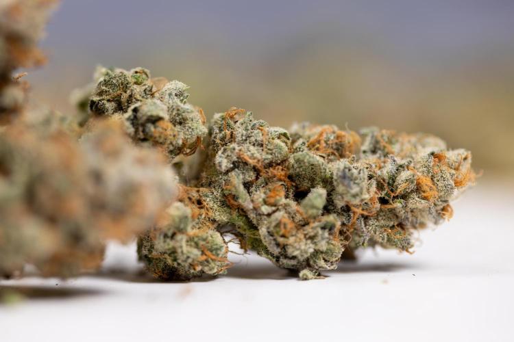 L.A. KUSH Cake #1 - Zamnesia x B&B. Week 15 - LA KUSH CAKE #1 - Dry Buds