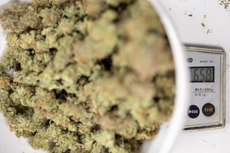L.A. Kush Cake #3 - Zamnesia x B&B. Week 14 - LA Kush Cake #3 -LA Kush Cake #3 - Dry Buds