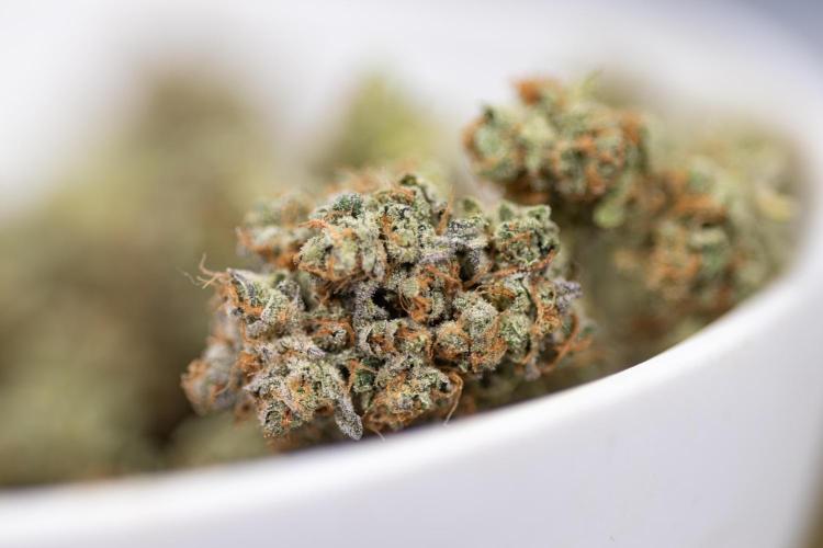 L.A. Kush Cake #3 - Zamnesia x B&B. Week 14 - LA Kush Cake #3 -LA Kush Cake #3 - Dry Buds