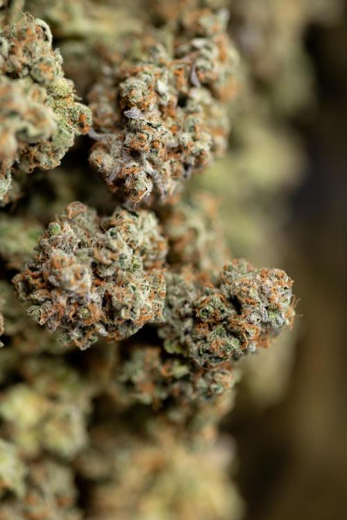 L.A. Kush Cake #3 - Zamnesia x B&B. Week 14 - LA Kush Cake #3 -LA Kush Cake #3 - Dry Buds