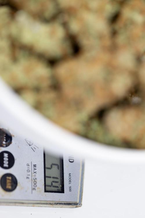 Super Boof - Zamnesia x B&B. Week 14 - Super Boof - Dry Buds