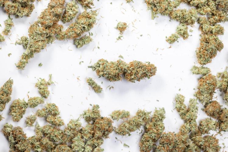 Super Boof - Zamnesia x B&B. Week 14 - Super Boof - Dry Buds