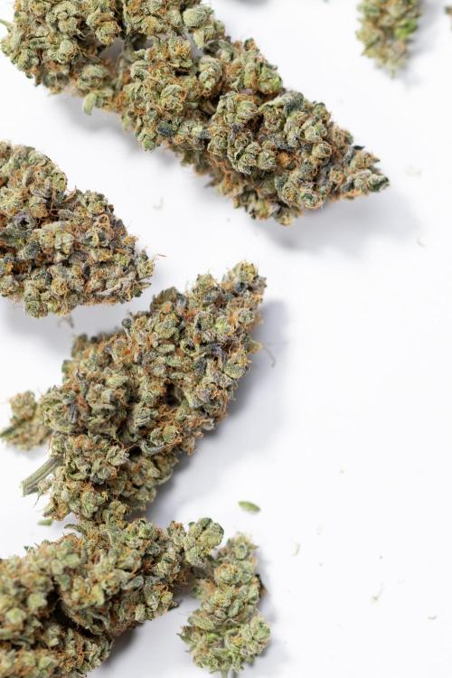 Tropicana Cookies #2 - Zamnesia x B&B. Week 14 - DRY BUDS - TROPICANA COKIES 2