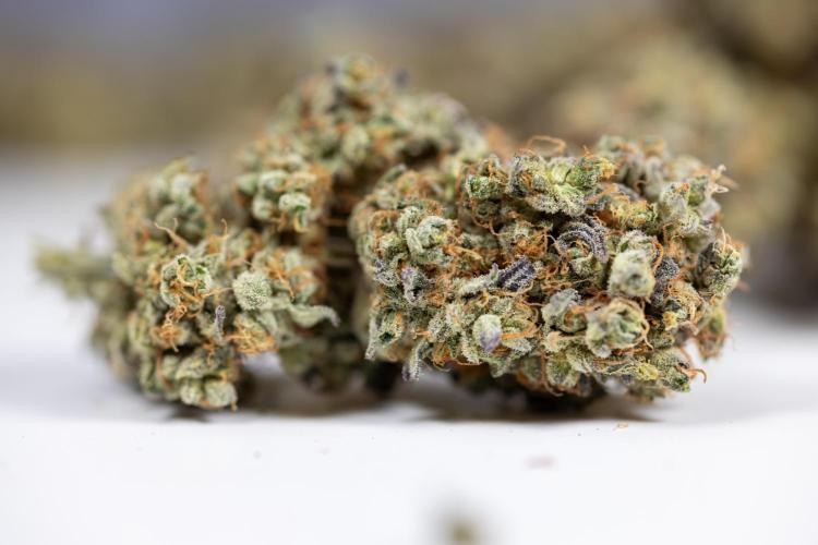 Tropicana Cookies #2 - Zamnesia x B&B. Week 14 - DRY BUDS - TROPICANA COKIES 2